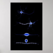 Conceptueel Afbeelding van neuron 1 Poster (Voorkant)