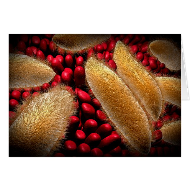 Conceptueel Afbeelding van paramecium 1 (Voorkant Horizontaal)