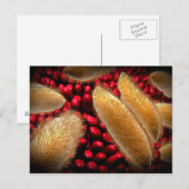 Conceptueel Afbeelding van paramecium 1 Briefkaart (Voorkant / Achterkant)