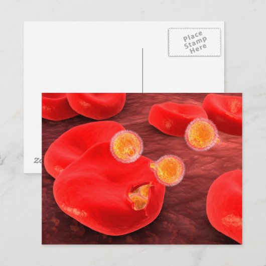 Conceptueel Afbeelding van paramecium 2 Briefkaart (Voorkant / Achterkant)