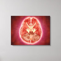 Conceptueel Afbeelding van schedelzenuwen in herse