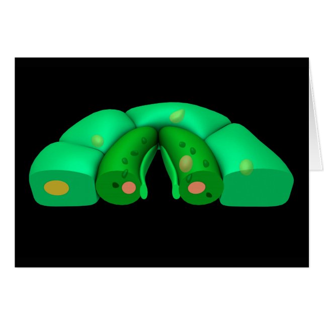 Conceptueel Afbeelding van Stomata 2 (Voorkant Horizontaal)