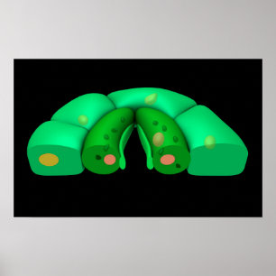 Conceptueel Afbeelding van Stomata 2 Poster