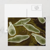 conceptueel Afbeelding van uglena 3 Briefkaart (Voorkant / Achterkant)