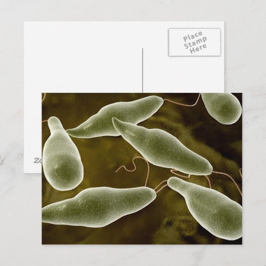 conceptueel Afbeelding van uglena 3 Briefkaart (Voorkant / Achterkant)