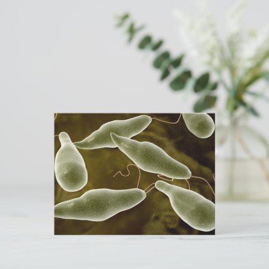 conceptueel Afbeelding van uglena 3 Briefkaart (Staand voorkant)