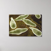 conceptueel Afbeelding van uglena 3 Canvas Afdruk (Voorkant)