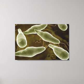 conceptueel Afbeelding van uglena 3 Canvas Afdruk