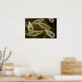 conceptueel Afbeelding van uglena 3 Poster (Keuken)