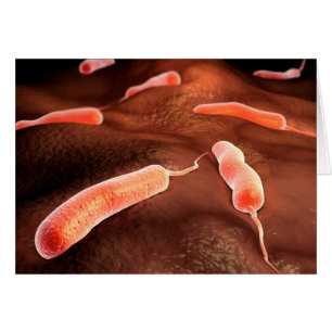 Conceptueel Afbeelding van vibrio cholerae 1