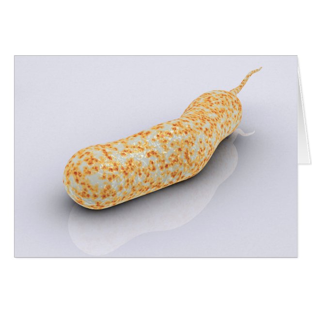 Conceptueel Afbeelding van Vibrio Cholerae 3 (Voorkant Horizontaal)