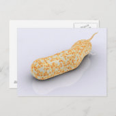 Conceptueel Afbeelding van Vibrio Cholerae 3 Briefkaart (Voorkant / Achterkant)