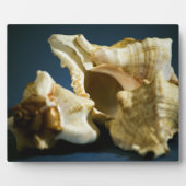 Conch 3335 Plaque Fotoplaat (Voorkant)