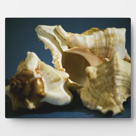 Conch 3335 Plaque Fotoplaat (Voorkant)