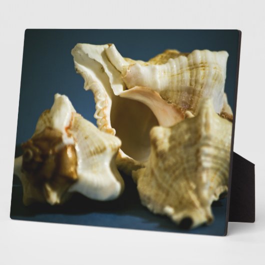 Conch 3335 Plaque Fotoplaat (Zijkant)