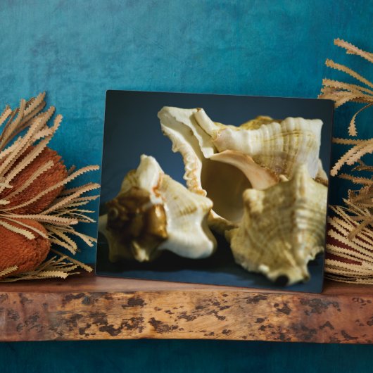 Conch 3335 Plaque Fotoplaat (Zijkant)