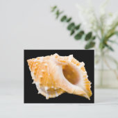Conch Briefkaart (Staand voorkant)