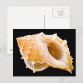 Conch Briefkaart (Voorkant / Achterkant)