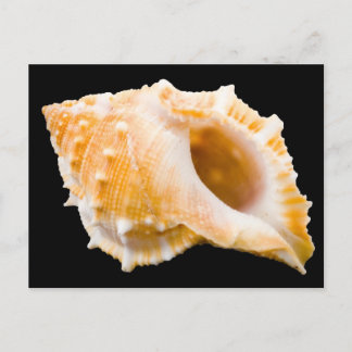 Conch Briefkaart