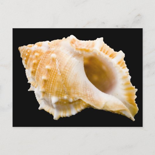 Conch Briefkaart (Voorkant)