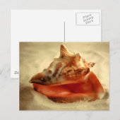 Conch Briefkaart (Voorkant / Achterkant)