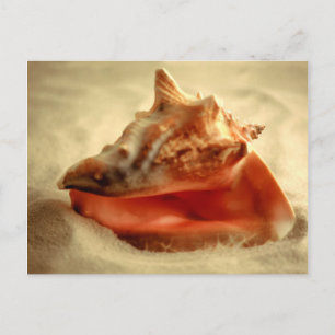 Conch Briefkaart