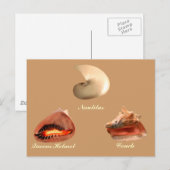 Conch, Nautilus, Queens Helmet Briefkaart (Voorkant / Achterkant)