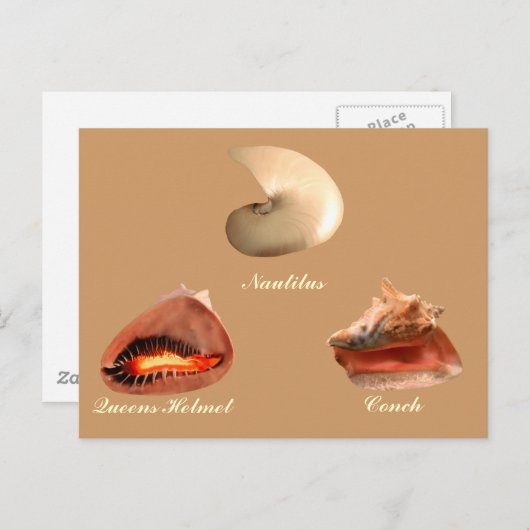 Conch, Nautilus, Queens Helmet Briefkaart (Voorkant / Achterkant)