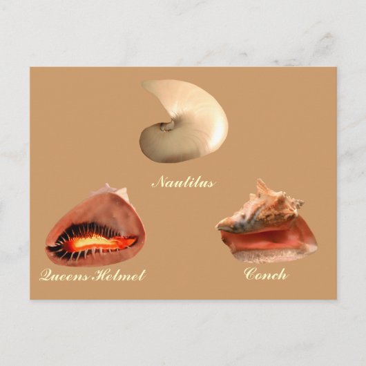 Conch, Nautilus, Queens Helmet Briefkaart (Voorkant)