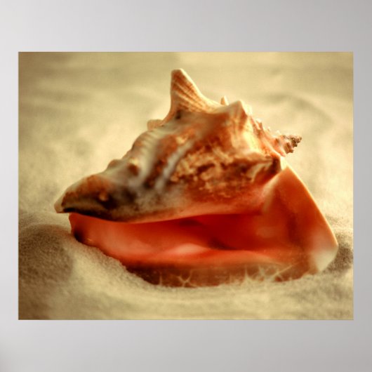 Conch Poster (Voorkant)