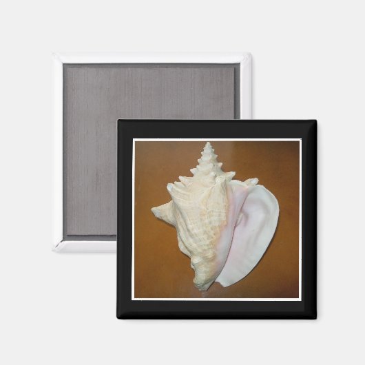 Conch Schelp Magneet (Voorkant / Achterkant)