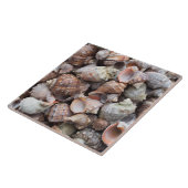 Conch schelpen tegeltje (Zijkant)