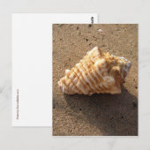 Conch Seashell Zand Beach Briefkaarten (Voorkant / Achterkant)