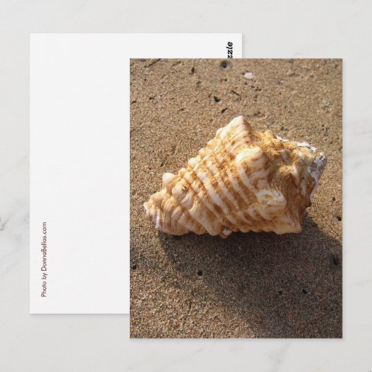 Conch Seashell Zand Beach Briefkaarten (Voorkant / Achterkant)