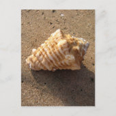Conch Seashell Zand Beach Briefkaarten (Voorkant)