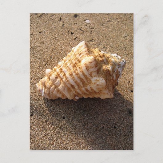 Conch Seashell Zand Beach Briefkaarten (Voorkant)