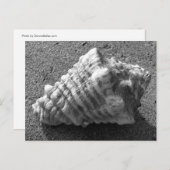 Conch Seashell Zand Beach Briefkaarten (Voorkant / Achterkant)