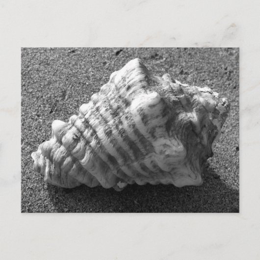 Conch Seashell Zand Beach Briefkaarten (Voorkant)