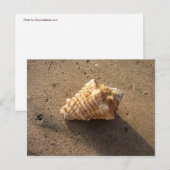 Conch Seashell Zand Beach Briefkaarten (Voorkant / Achterkant)