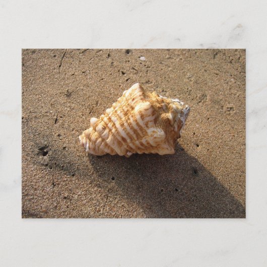 Conch Seashell Zand Beach Briefkaarten (Voorkant)