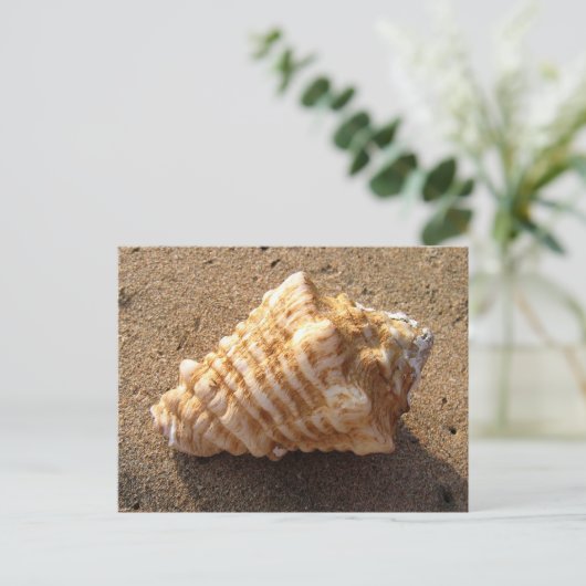 Conch Seashell Zand Beach Briefkaarten (Staand voorkant)