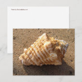 Conch Seashell Zand Beach Briefkaarten (Voorkant / Achterkant)