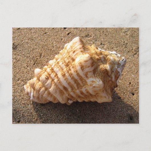 Conch Seashell Zand Beach Briefkaarten (Voorkant)