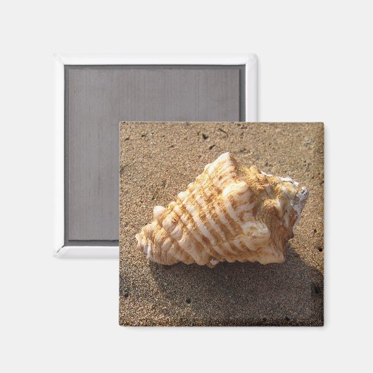 Conch Seashell Zand Beach Magnet (Voorkant / Achterkant)