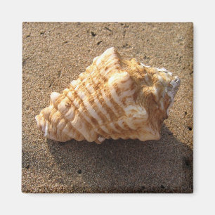 Conch Seashell Zand Beach Magnet