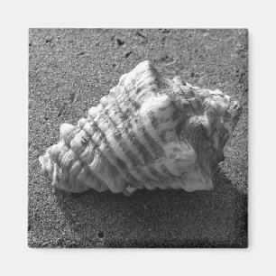 Conch Seashell Zand Beach Magnet