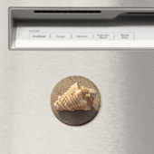 Conch Seashell Zand Beach Magnet (Insitu (Vaatwasser))