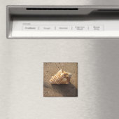 Conch Seashell Zand Beach Magnet (Insitu (Vaatwasser))