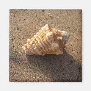 Conch Seashell Zand Beach Magnet