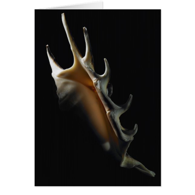 Conch shell (Voorkant)